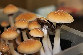 Cogumelos Psilocybe Cubensis